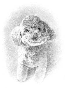 トイプードルのチョコ